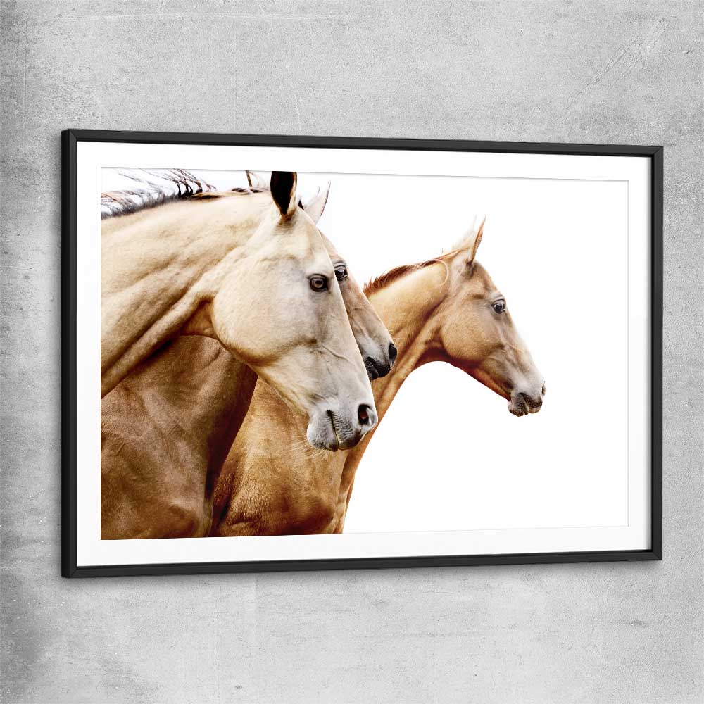 Animal wall art and canvas prints of Purebred Horse Pair with black glass front frame