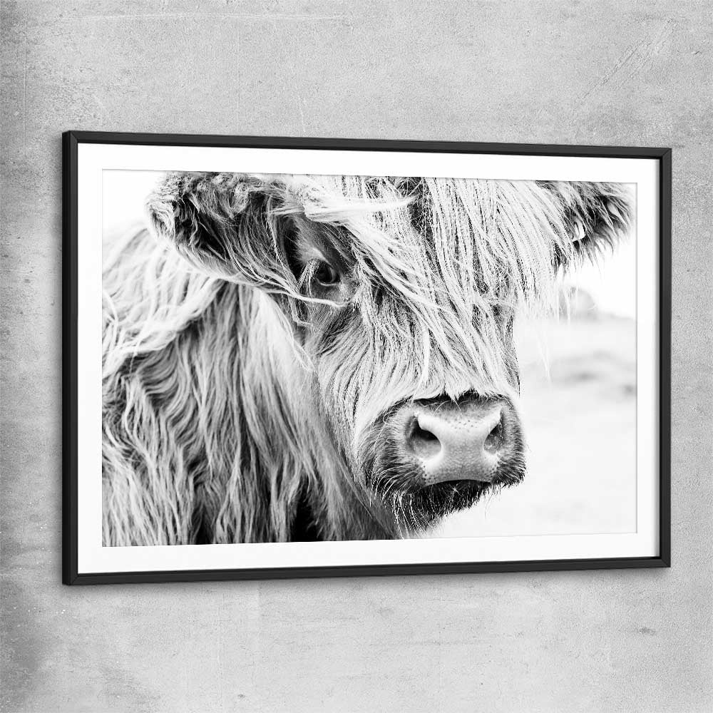 Animal wall art and canvas prints of Quiet Highland Cow with black glass front frame