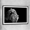 Animal wall art and canvas prints of Regal Lion Profile with black glass front frame
