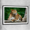 Animal wall art and canvas prints of Resting Leopard with black glass front frame