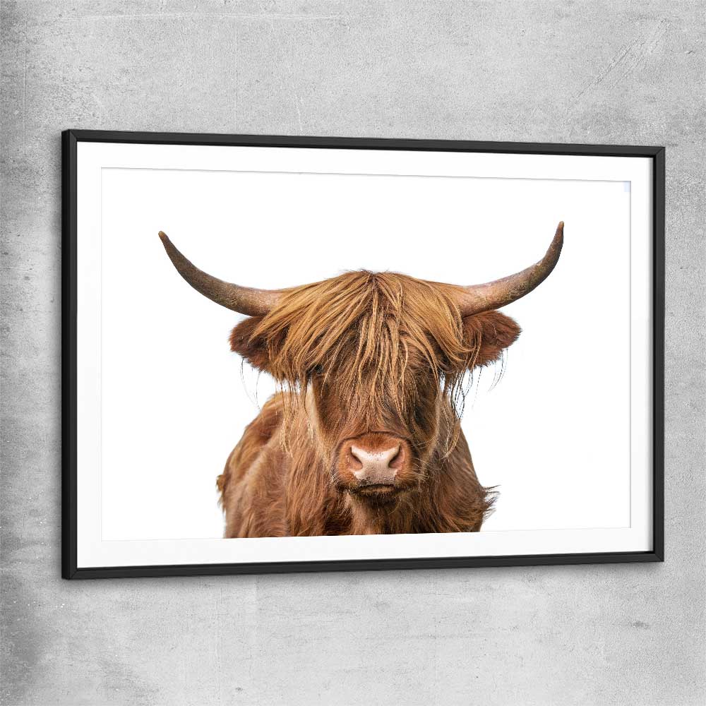 Animal wall art and canvas prints of Rustic Highland Cow with black glass front frame