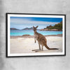 Animal wall art and canvas prints of Shoreline Kangaroo with black glass front frame