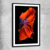 Animal wall art and canvas prints of Siamese Fighter with black glass front frame