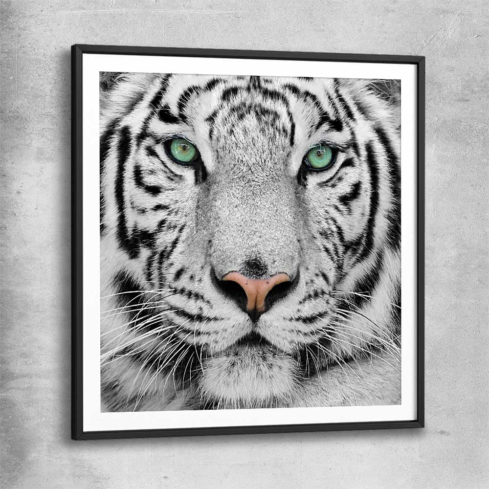 Animal wall art and canvas prints of Silent White Tiger with black glass front frame