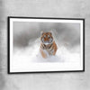 Animal wall art and canvas prints of Snow Tiger Charge with black glass front frame