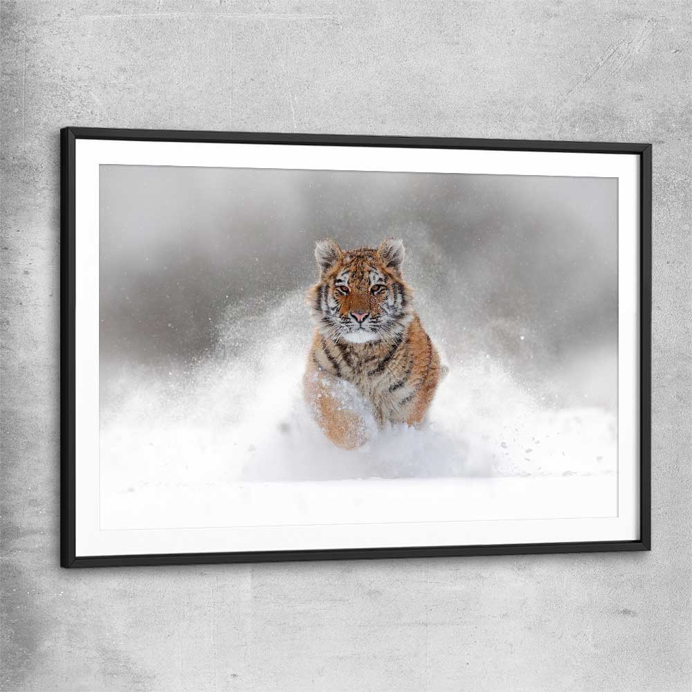 Animal wall art and canvas prints of Snow Tiger Charge with black glass front frame