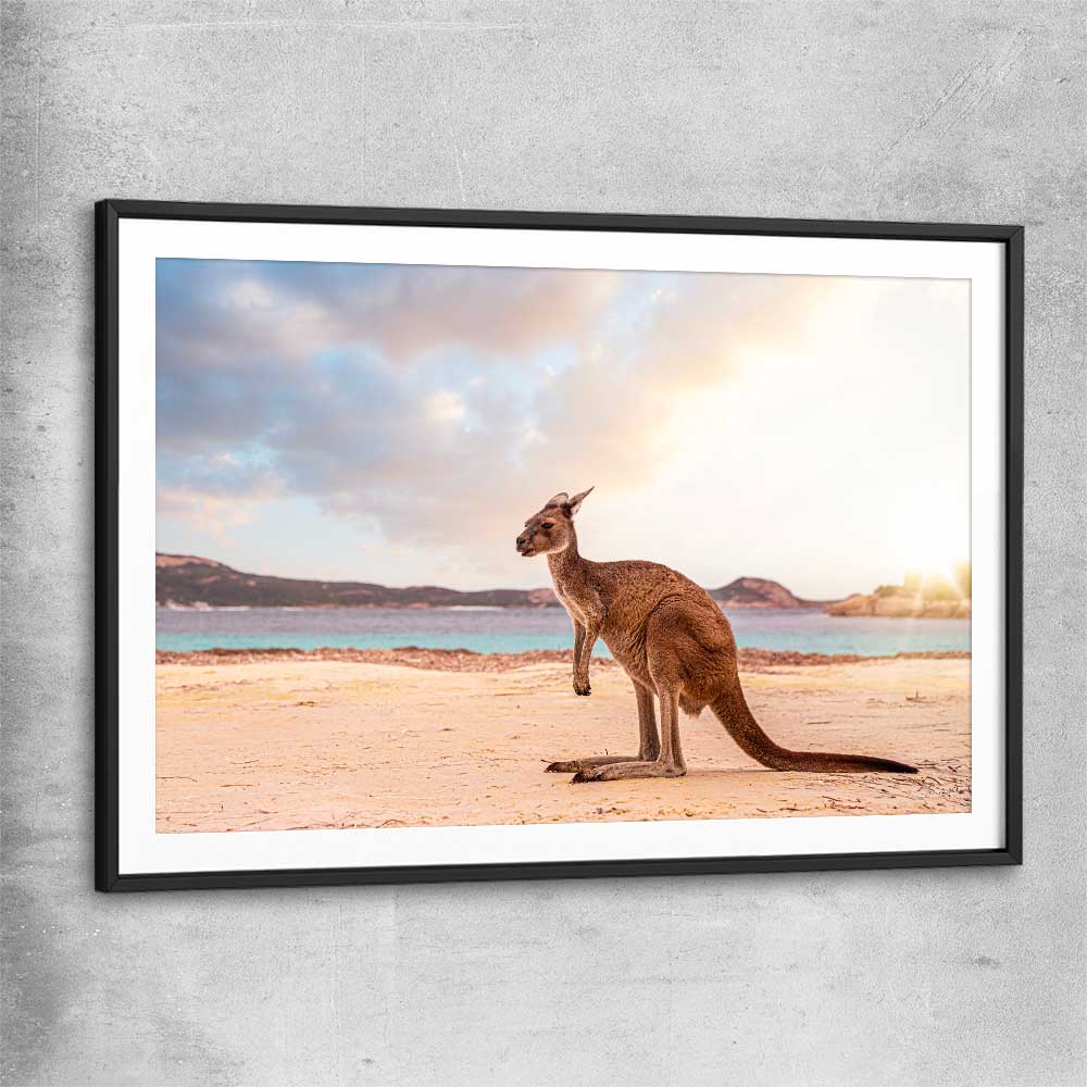Animal wall art and canvas prints of Sunset Kangaroo Walk with black glass front frame