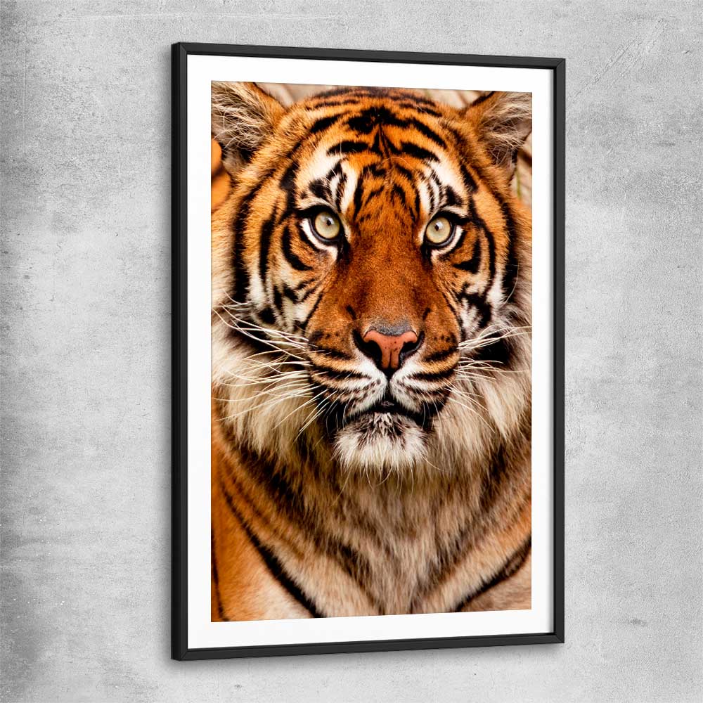 Animal wall art and canvas prints of Tiger Silent Power with black glass front frame
