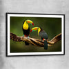 Animal wall art and canvas prints of Tropical Toucan Pair with black glass front frame
