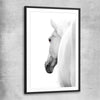 Animal wall art and canvas prints of White Horse Elegance with black glass front frame
