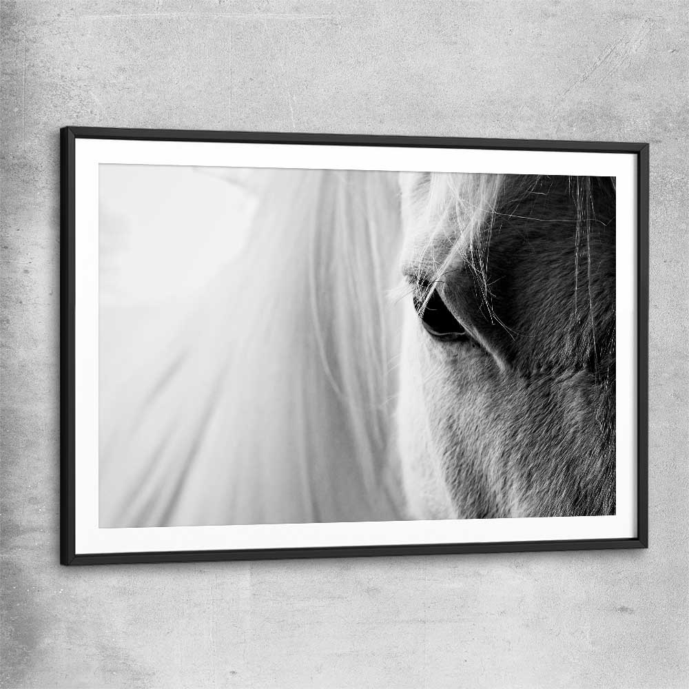 Animal wall art and canvas prints of White Horse Grace with black glass front frame