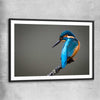 Animal wall art and canvas prints of Wild Kingfisher with black glass front frame