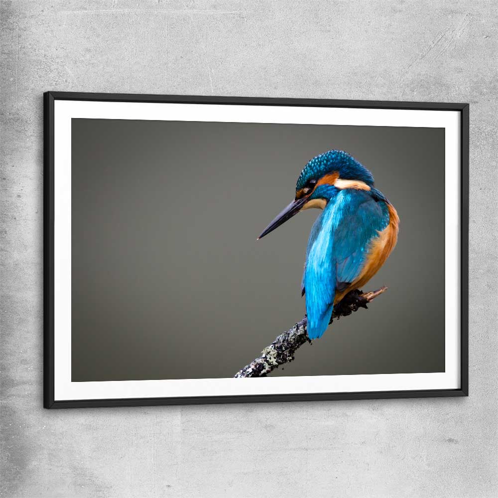 Animal wall art and canvas prints of Wild Kingfisher with black glass front frame