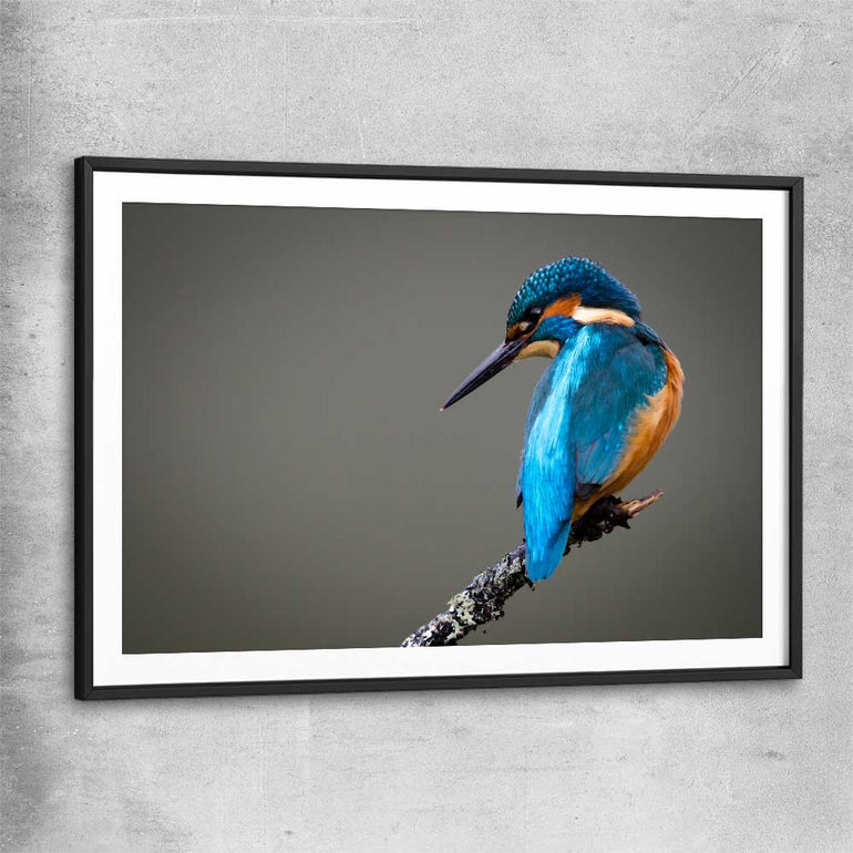 Animal wall art and canvas prints of Wild Kingfisher with black glass front frame