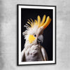 Animal wall art and canvas prints of Yellow Cockatoo One with black glass front frame