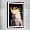 Animal wall art and canvas prints of Yellow Cockatoo Two with black glass front frame