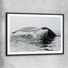 Beach and coastal wall art print of Humpback Whale with black glass front frame