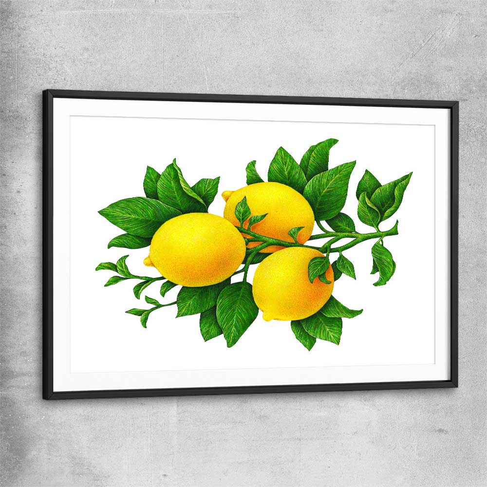 Lemon Botanical black glass front frame is a colourful and stylish canvas wall art and print suited for the kitchen arean