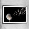 Floral print of Blowing Dandelion with black glass front frame