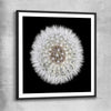 Inspirational wall art print of Isolated Dandelion with black glass front frame