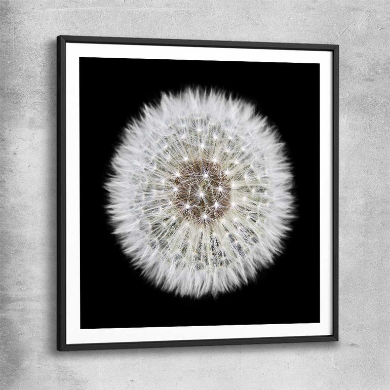 Inspirational wall art print of Isolated Dandelion with black glass front frame