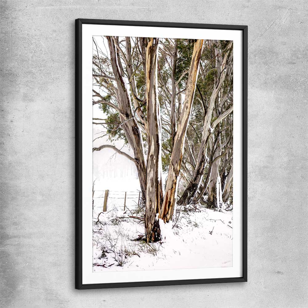 Floral print of Snowy Gumtrees with black glass front frame