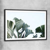 Floral print of Tropical Banana Palm with black glass front frame