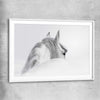 Animal wall art and canvas prints of Andalusian Horse with white glass front frame