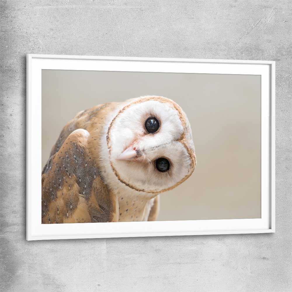 Animal wall art and canvas prints of Barn Owl Gaze with white glass front frame