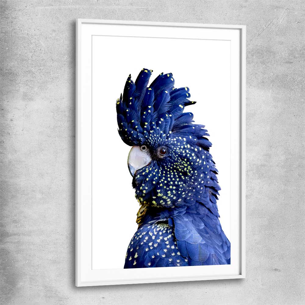 Animal wall art and canvas prints of Black Cockatoo One with white glass front frame