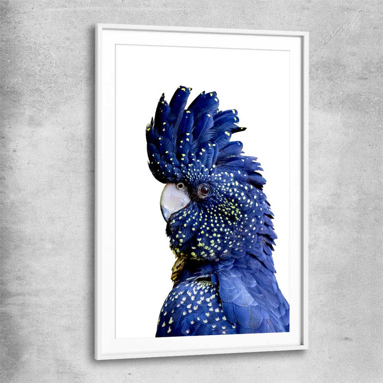 Animal wall art and canvas prints of Black Cockatoo One with white glass front frame