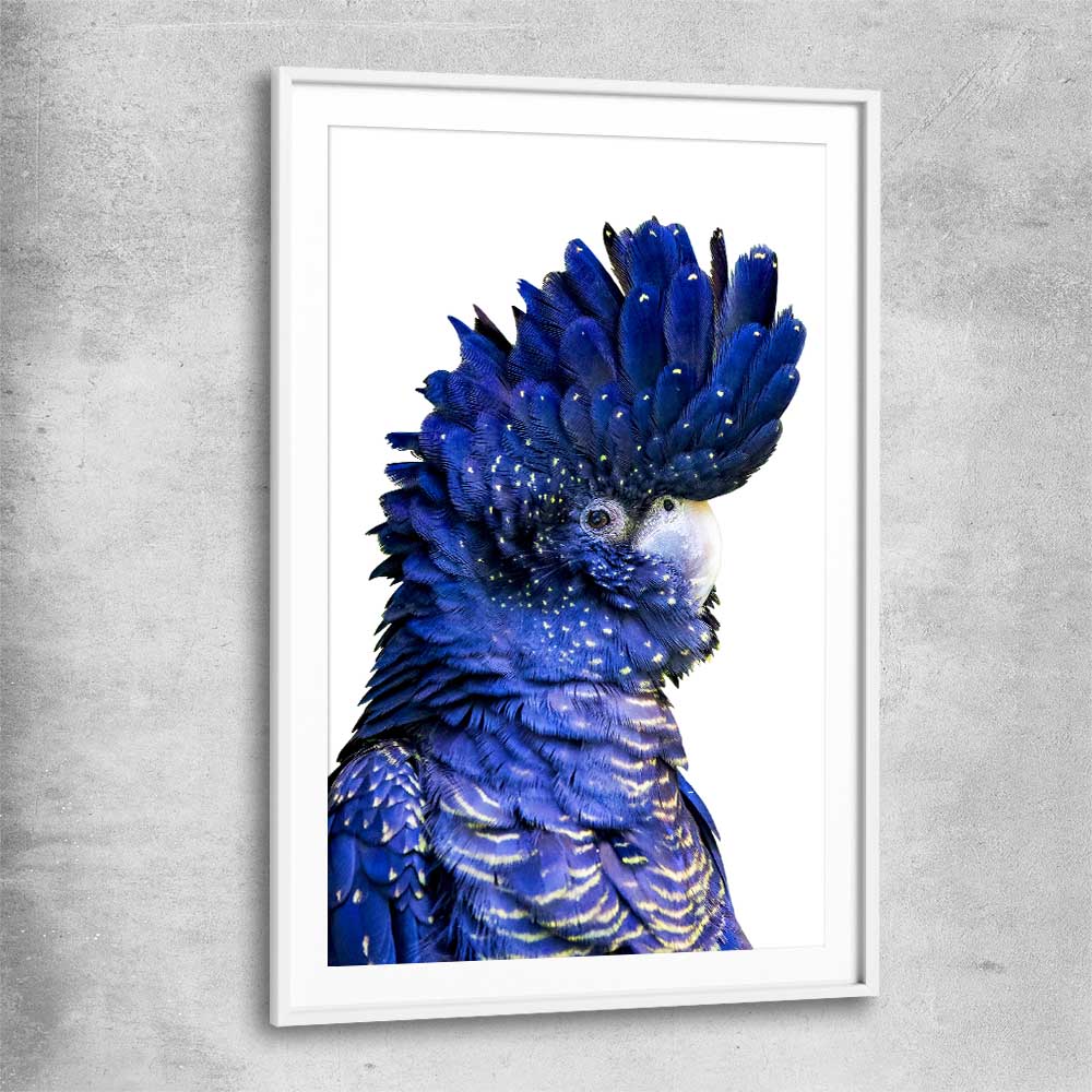 Animal wall art and canvas prints of Black Cockatoo Two with white glass front frame