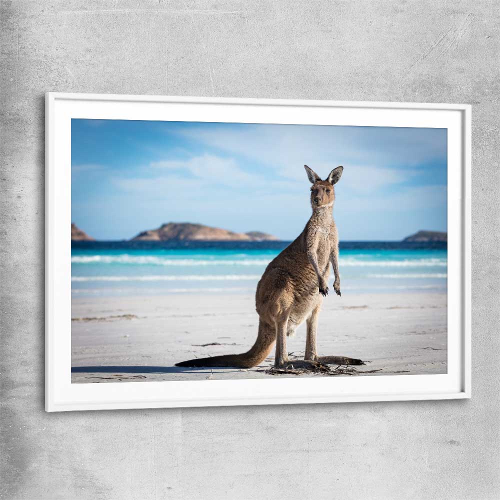 Animal wall art and canvas prints of Coastal Kangaroo Gaze with white glass front frame
