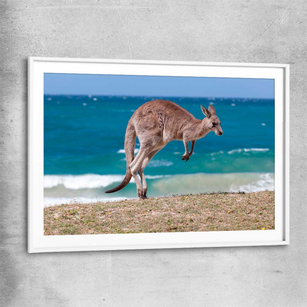 Animal wall art and canvas prints of Coastal Kangaroo Leap with white glass front frame
