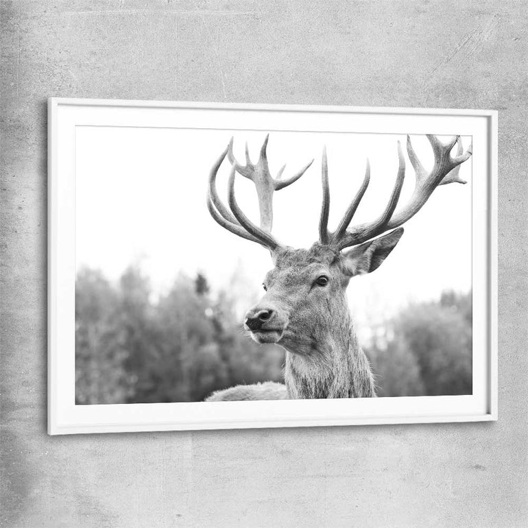 Animal wall art and canvas prints of Deer Focus with white glass front frame