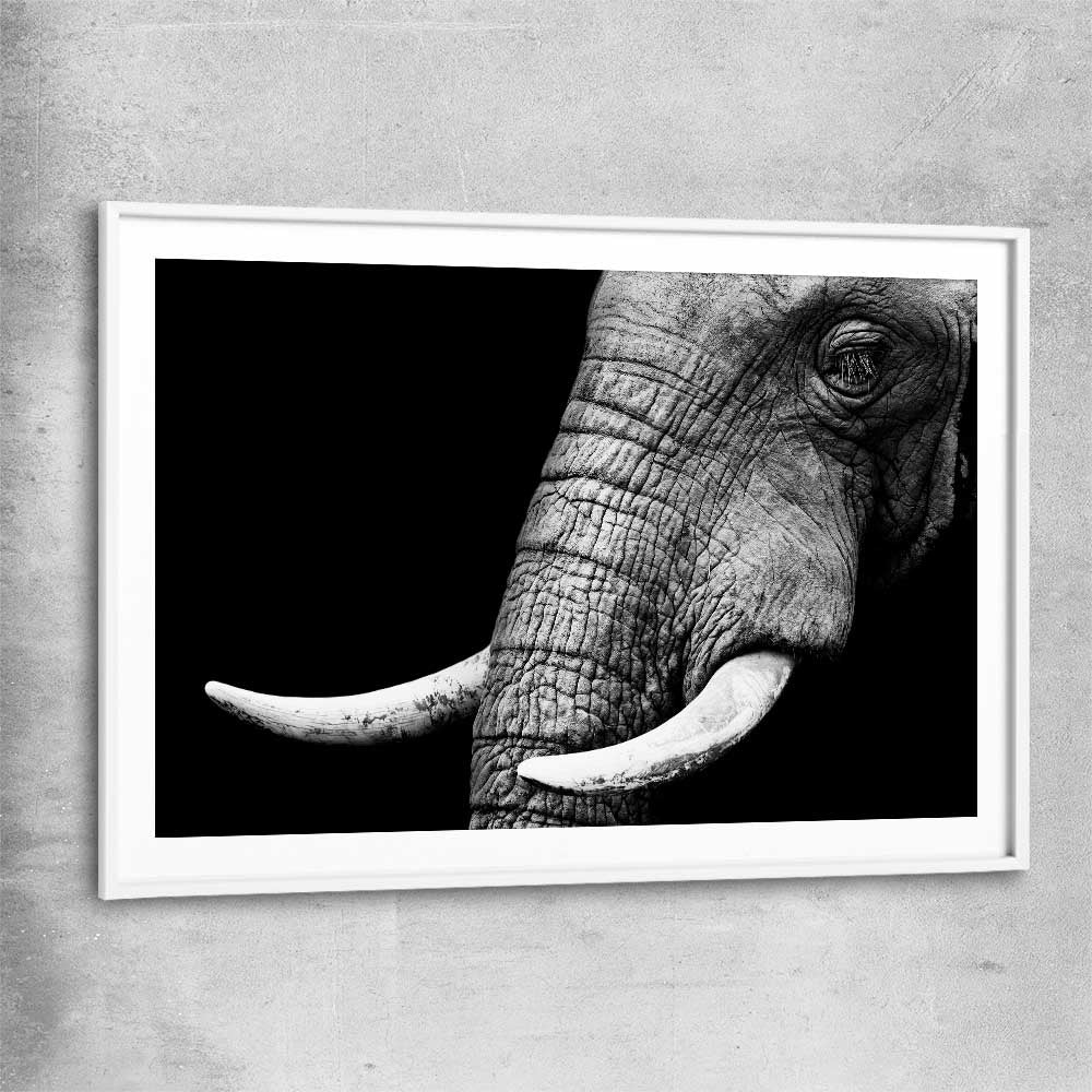 Animal wall art and canvas prints of Elephant Majesty with white glass front frame