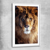 Animal wall art and canvas prints of Golden Lion Portrait with white glass front frame