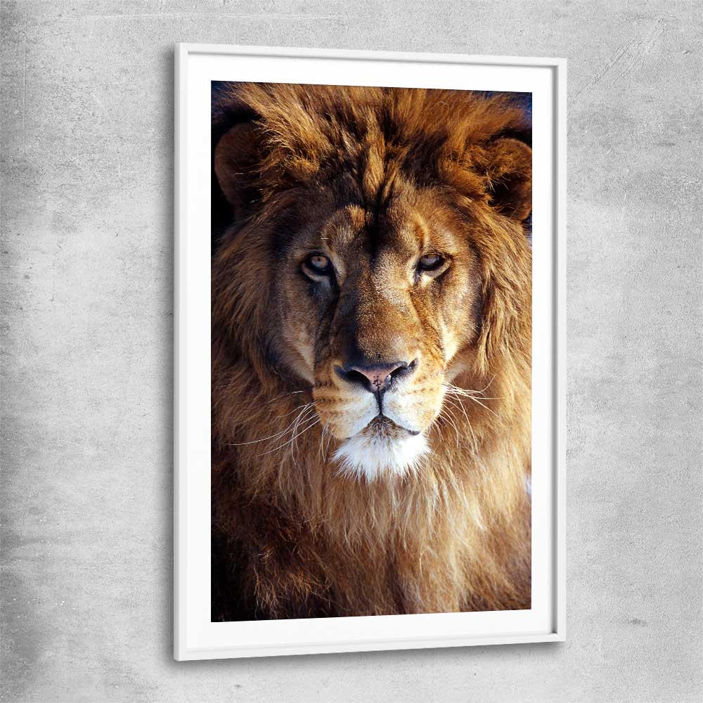 Animal wall art and canvas prints of Golden Lion Portrait with white glass front frame