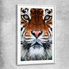 Animal wall art and canvas prints of Golden Tiger Gaze with white glass front frame