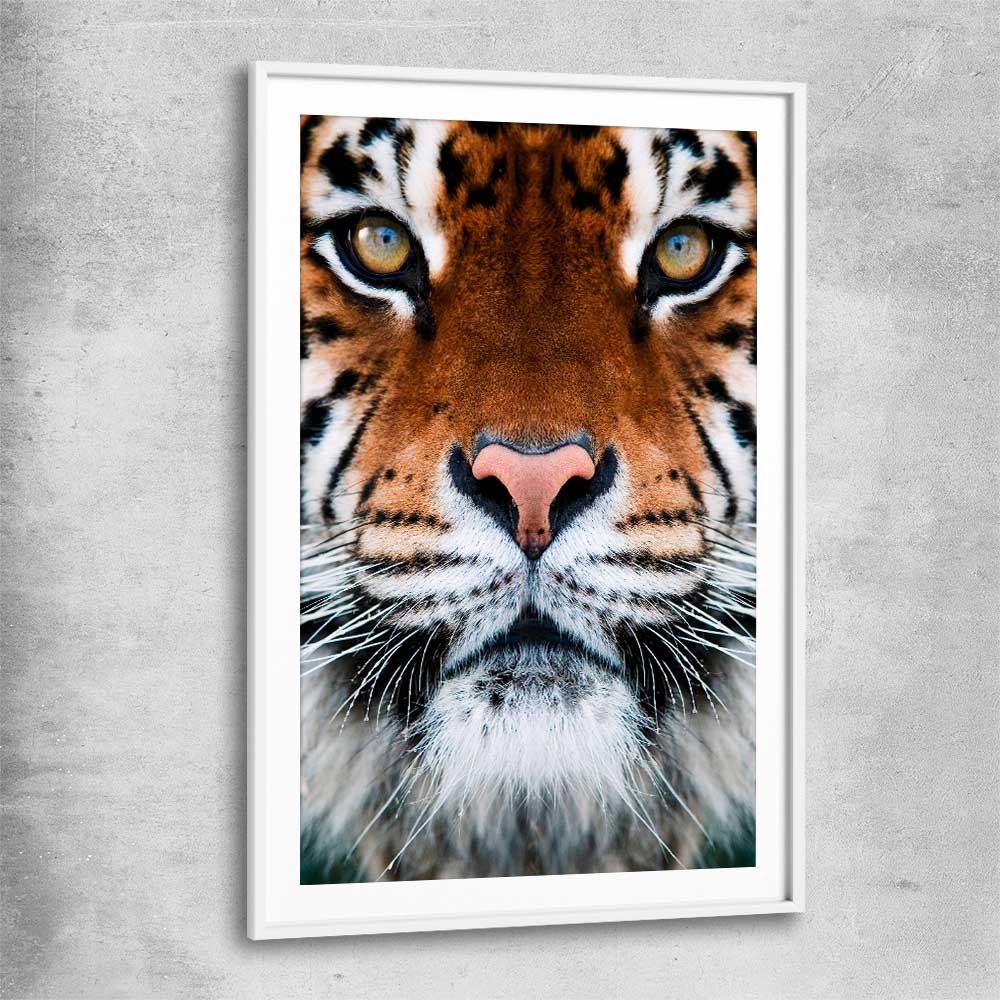 Animal wall art and canvas prints of Golden Tiger Gaze with white glass front frame
