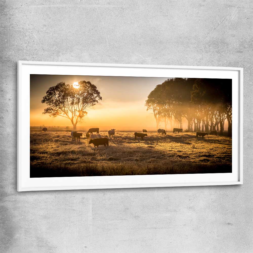 Animal wall art and canvas prints of Grazing Cattle at Sunrise with white glass front frame