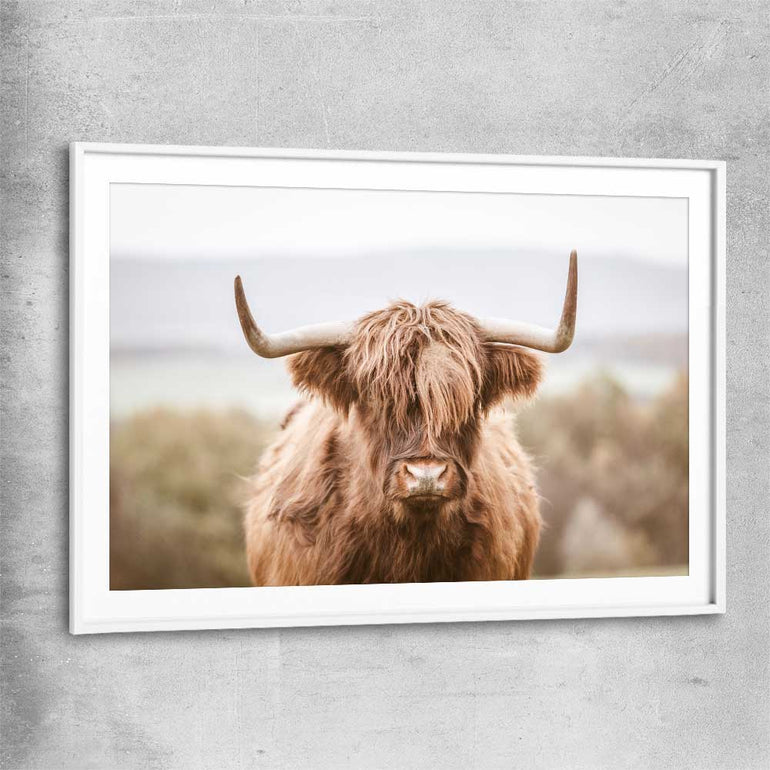 Animal wall art and canvas prints of Highland Cow with white glass front frame
