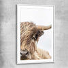Animal wall art and canvas prints of Highland Graze with white glass front frame