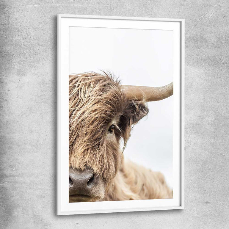 Animal wall art and canvas prints of Highland Graze with white glass front frame