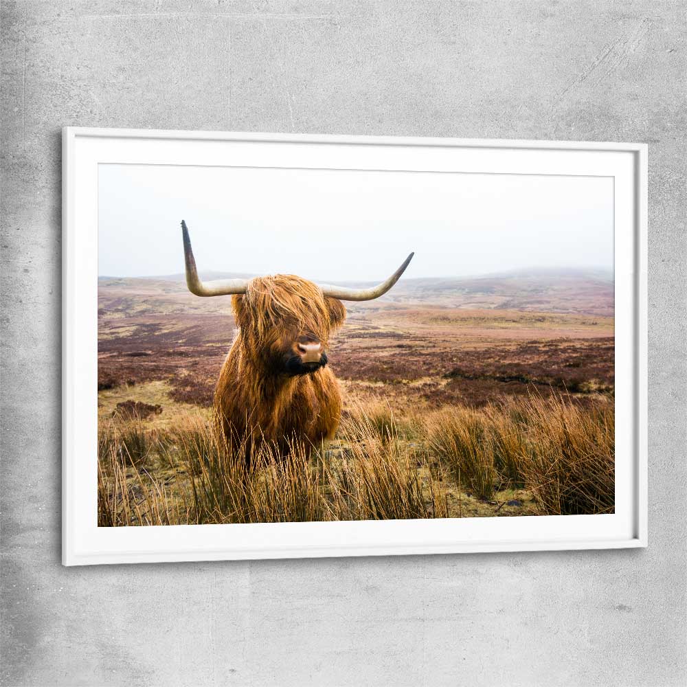 Animal wall art and canvas prints of Highland Horizon with white glass front frame