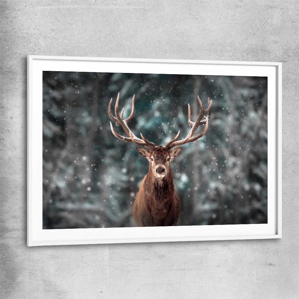 Animal wall art and canvas prints of Highland Stag Portrait with white glass front frame