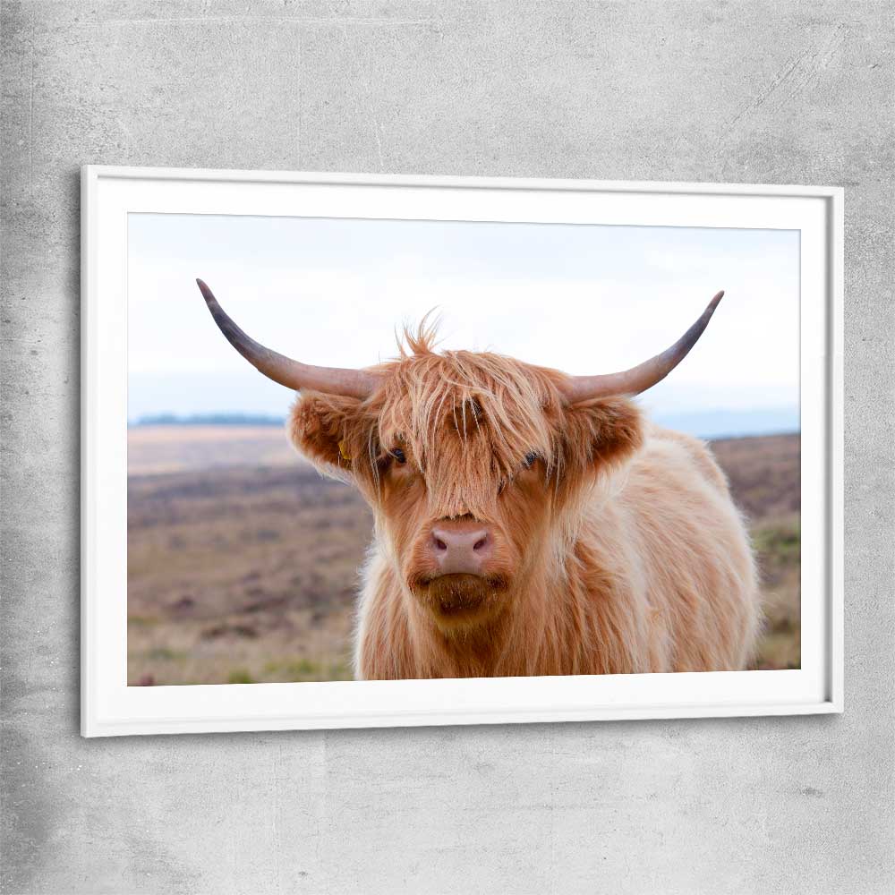 Animal wall art and canvas prints of Highland Wanderer with white glass front frame