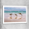 Animal wall art and canvas prints of Kangaroo Family with white glass front frame
