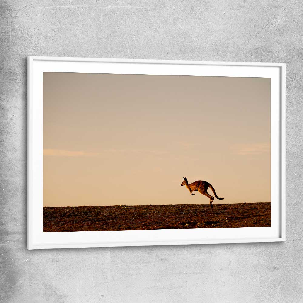 Animal wall art and canvas prints of Lone Kangaroo Plains with white glass front frame