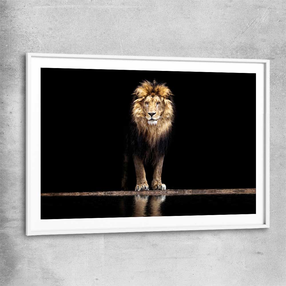 Animal wall art and canvas prints of Majestic Lion with white glass front frame